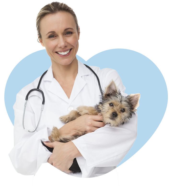Ecografia veterinaria in corso presso una struttura partner Ultravet