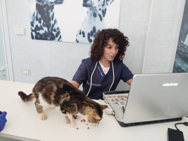 Ecocardiografia e ricerca collaborazione del paziente felino